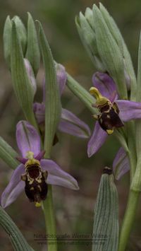 Ophrys x albertiana - Hybride Hummel x Bienenragwurz