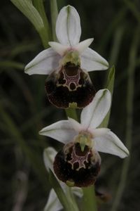 Ophrys apifera x O.holoserica