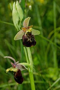 Ophrys apifera x O.holoserica