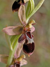 Ophrys apifera x O.insectifera