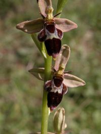 Ophrys apifera x O.insectifera