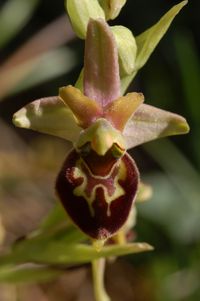 Ophrys apifera x O.speghodes