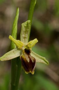 Ophrys apifera x O.speghodes