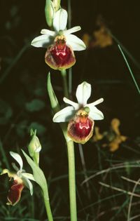 Ophrys araneola x O.apifera