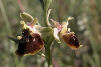 Ophrys araneola x O.holoserica