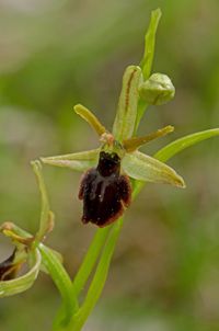 Ophrys araneola x O.insectifera