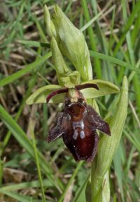 Ophrys araneola x O.insectifera