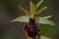 Ophrys araneola x O.sphegodes