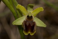 Ophrys araneola x O.sphegodes