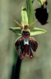 Ophrys insectifera x O.holoserica
