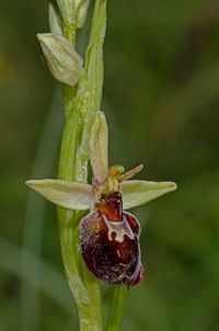 Ophrys insectifera x O.holoserica