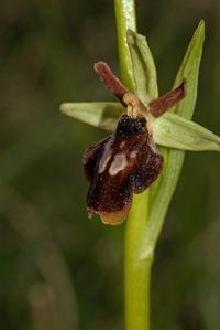 Ophrys insectifera x O.sphegodes
