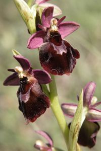 Ophrys insectifera x O.sphegodes