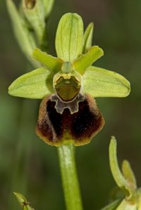 Ophrys sphegodes x O.holoserica