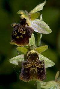Ophrys sphegodes x O.holoserica