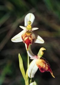 Ophrys xmonternachi (Ophrys apifera var. trollii x O.holoserica)