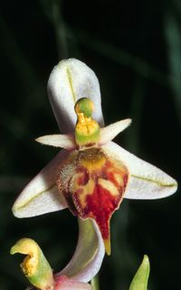 Ophrys xmonternachi (Ophrys apifera var. trollii x O.holoserica)
