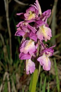 Orchis mascula x O.pallens
