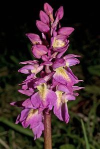 Orchis mascula x O.pallens