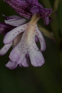 Orchis militaris x O.purpurea