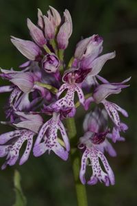 Orchis militaris x O.purpurea