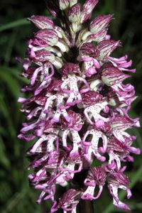 Orchis purpurea x O.simia