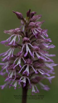 Orchis x angusticruris - Hybride O.purpurea x O. simia