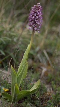 Orchis x angusticruris - Hybride O.purpurea x O. simia