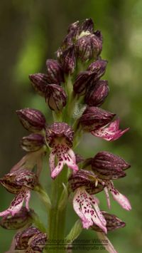 Orchis anthropophora x Orchis purpurea (Orchis x meilsheimeri)