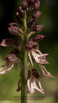 Orchis anthropophora x Orchis purpurea (Orchis x meilsheimeri)