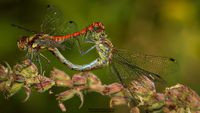 Liebesspiel der Libellen