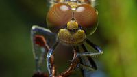 Natursch&ouml;nheit Libelle