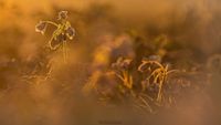 Kartoffelbl&uuml;te im Sonnenaufgang