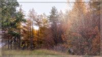 Nebeliger Herbstmorgen in der Eifel