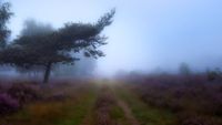Drover Heide im Nebel