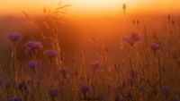 Kornblumenfeld im Sonnenaufgang