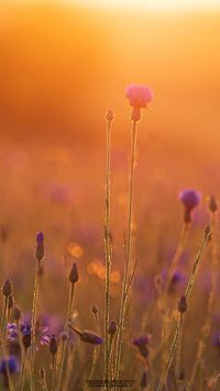 Kornblumenfeld im Sonnenaufgang