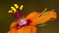 Acker Gauchheil (Lysimachia arvensis Kopie)