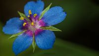 Blauer Gauchheil (Anagallis foemina)