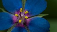 Blauer Gauchheil (Anagallis foemina)