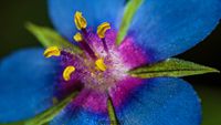 Blauer Gauchheil (Anagallis foemina)