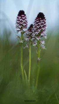 Brand-Knabenkraut (Neotinea ustulata)