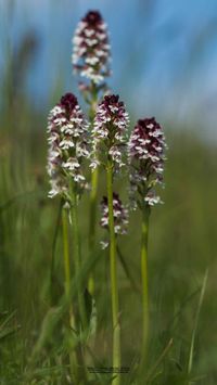 Brand-Knabenkraut (Neotinea ustulata)