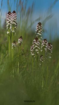 Brand-Knabenkraut (Neotinea ustulata)