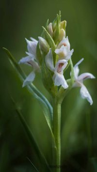 Breitbl&auml;ttriges Knabenkraut (Dactylorhiza majalis albino ) 2