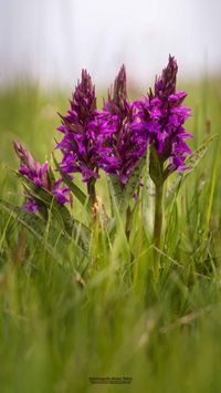 Breitbl&auml;ttriges Knabenkraut (Dactylorhiza majalis)