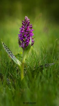 Breitbl&auml;ttriges Knabenkraut (Dactylorhiza majalis)