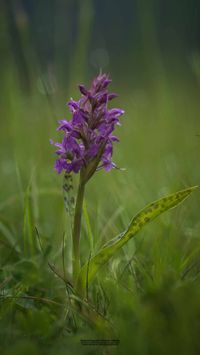 Breitbl&auml;ttriges Knabenkraut (Dactylorhiza majalis)