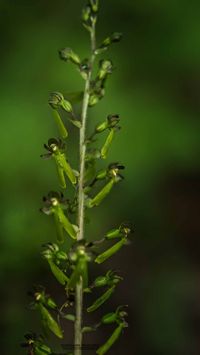 Gro&szlig;es Zweiblatt (Neottia ovata)