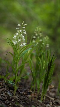 Langbl&auml;ttriges Waldv&ouml;glein (Cephalanthera longifolia)